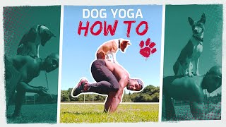 How to Train your Dog to Balance on You  Dog Yoga  Full Tutorial [upl. by Airamalegna314]