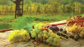 Travel Guide KrapinaZagorje Croatia  Zagorje Wine Region [upl. by Nirel]