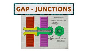 20 GAP JUNCTIONS  SEM II  PAPER II [upl. by Roberto]