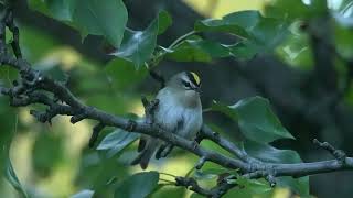 Goldencrowned Kinglet sitting still for 213 seconds [upl. by Selohcin524]