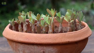 Adenium Seedlings Transplant repotting [upl. by Nayra]