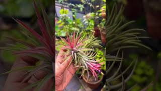 Tillandsia ionantha shorts shortvideo short youtubeshorts youtube [upl. by Bartel224]