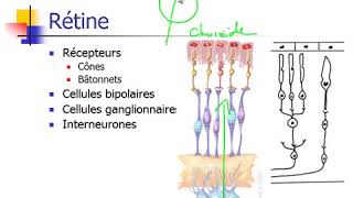 ECN anatomo physiologie de lœil et la vision 🤩🤩 Pr Hasboun [upl. by Seen]