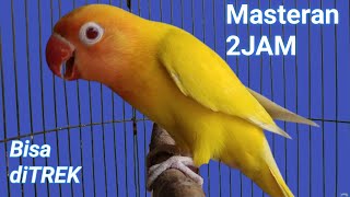 masteran lovebird 2 JAM memancing labet lawan ngekek panjang terbukti JITU [upl. by Tallbot]