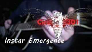 Instar emergence  Acoustic Guitar Cover [upl. by Yantruoc]