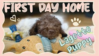 Lagotto romangolo puppy first day home cute reaction [upl. by Eradis]