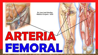 🥇 ARTERIA FEMORAL Anatomía ¡Explicación Fácil y Sencilla [upl. by Eidoow]