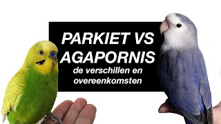 Parkiet vs Dwergpapegaai de verschillen en overeenkomsten [upl. by O'Brien]