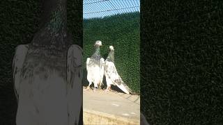 oman teddy kabootar pigeon bird kabutar teddykabotar birdspecies pigeonbird [upl. by Nednerb671]