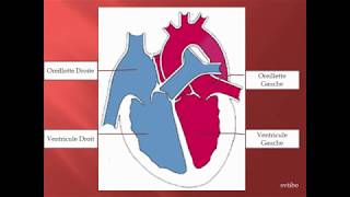 fonctionnement du coeur [upl. by Noitsuj]