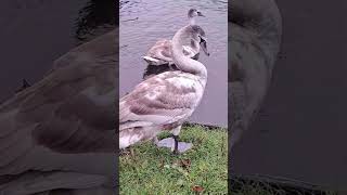 Swans swindon birds wiltshire wildlife swans [upl. by Zoes]