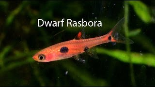 Dwarf Rasbora the underrated cousin of the Chili rasbora [upl. by Atterbury]