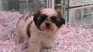 8092 Shih Tzu Hembra [upl. by Ensign785]