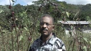 Improving red sorrel production in Jamaica pt1 of 4 [upl. by Chick273]