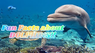 Fun Facts about Dolphins Fun educational learning videos made for kids toddlers children animals [upl. by Natalie27]