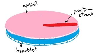 bilaminar and trilaminar embryonic disc  gastrulation  english  DR SAMEH GHAZY [upl. by Nylcoj]