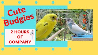 Most POPULAR2 HOURS Budgie Sounds for Lonely ParakeetsLemon and Lola [upl. by Cam869]