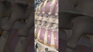 Using Augmented Reality in 3D4 Medical Complete Anatomy App to review Paravertebral Blocks Anatomy [upl. by Nylodam]