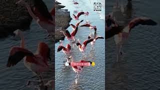 Flock of Flamingos Taking Flight at Patagonia Lake Argentina [upl. by Anavahs448]