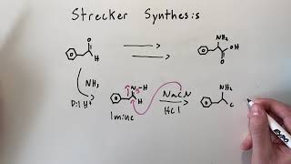 Strecker Synthesis Amino Acid Synthesis [upl. by Farleigh]