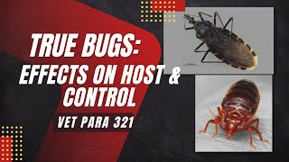 VET PARA 1  True Bugs Effects on Host amp Control Part 3  Chapter 73 Student Output [upl. by Ailadi691]