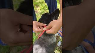 Every Dog Owner Must Know This Rope Muzzle Essentials Explained [upl. by Eiroj952]