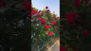 Beautiful flowers in Jinan China asmrsounds cat food [upl. by Ettenwahs]