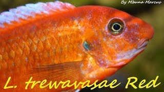 African Cichlid  Labeotropheus trewavasae quotMpanga Redquot Mbuna [upl. by Armanda]