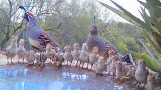 19 Quail Chicks Drinking on a Hot Day [upl. by Amihc]