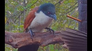 Amazing Burchells coucal call  Bird Sounds [upl. by Renzo27]