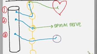 The Four Sympathetic Pathways [upl. by Lise]