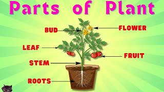 Parts of plants  Different parts of plants  Part of plants and their functions  Parts of a plant [upl. by Hathcock]