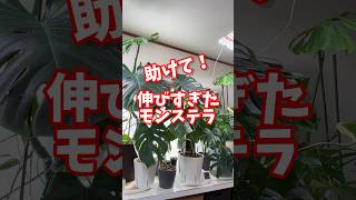 【モンステラ】助けて！伸びすぎたモンステラ Monstera 観葉植物 houseplants モンステラ monstera propagation [upl. by Issie]