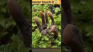 Never dont tach in forest ⚠️😱 amazingfacts interestingfacts factsinhindi viralvideo new [upl. by Publus]