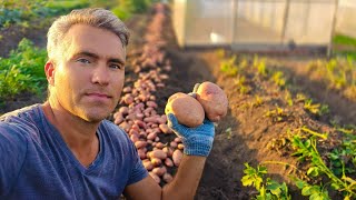 Сарпо Мира не подвел Озимый Сарпо удивляет Sarpo mira potatoes [upl. by Becker]