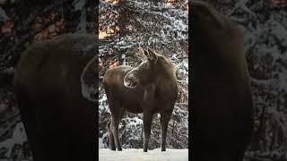 Visitor in our yard I 🫶🏻 ALASKA Shorts HomeFreeAlaska OffGrid Moose [upl. by Ahsienar960]