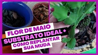 Flor de Maio Substrato ideal  como replantar sua muda [upl. by Naginarb416]