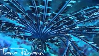 RARE FEATHER STAR SWIMMING [upl. by Emilee]