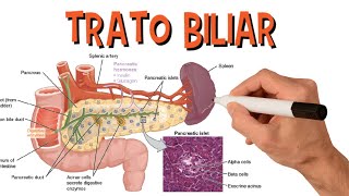 Sistema Digestório  Trato Biliar Ductos Biliares Pâncreas Vesícula Biliar [upl. by Lerej632]