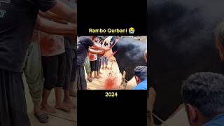 RAMBO Qurbani 😢  Eid 2024 [upl. by Means]