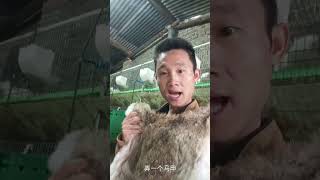 杀了只特大号比利时，这兔皮能不能做个马甲，会的积极发言啊兔子 三农 养兔人 肉兔养殖 [upl. by Basile]