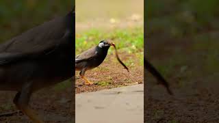 The whitecheeked starling or grey starling 🐦 shorts birds wildlife nationalbird [upl. by Heymann]