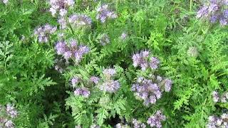 Lacy Phacelia Be the BEES’ BFF [upl. by Haral]