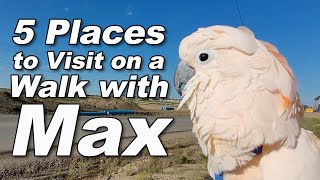 5 Places to Visit on a Walk with Max🦜✨ [upl. by Denton11]