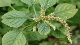 6 Benefits Of Amaranthus Spinosus The Healthiest Vegetables  Amaranthus Spinosus Health Benefits [upl. by Alieka540]