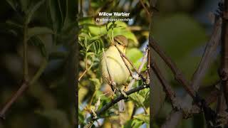 Juvenile Willow Warbler in late Summer  Cute birds [upl. by Mert]