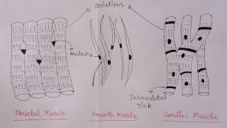 How To Draw Skeletal Smooth and Cardiac Muscle Diagram  Types Of Muscles  Muscle drawing [upl. by Radmilla962]