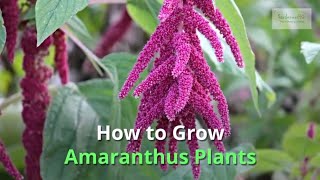 Amaranthus Growing Guide [upl. by Aninep]