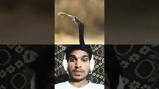 Spitting Cobra in dangerous mood  youtubeshorts ytshort ytviral [upl. by Keyes343]