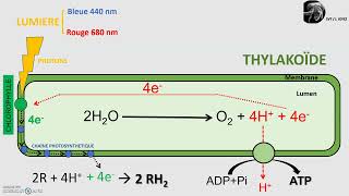 La phase photochimique de la photosynthèse dans le chloroplaste [upl. by Leahcimnaes]